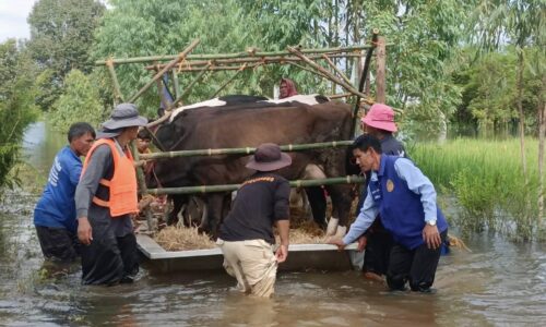ศรีสะเกษ นายก อบต.โนนสัง เร่งอพยพวัวควาย 200 ตัวหนีน้ำท่วมคาดอีก 2 วันขนย้ายออกจากพื้นที่