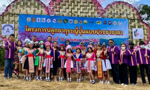 พิษณุโลก โครงการปลูกซากุระญี่ปุ่นแบบประชาอาสา บ้านร่องกล้า ต.เนินเพิ่ม อ.นครไทย