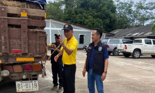 ปศุสัตว์จังหวัดพังงา มอบหญ้าอาหารสัตว์พระราชทาน ช่วยเหลือเกษตรกรผู้เลี้ยงสัตว์