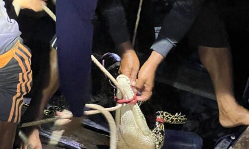 พังงา​ /ผะงะ…วางอวนจับปลาแต่ได้จรเข้มาแทน