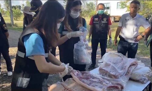 มุกดาหาร ด่านกักกันสัตว์ฝังกลบเนื้อหมูลักลอบนำเข้าไม่ผ่านศุลกากร