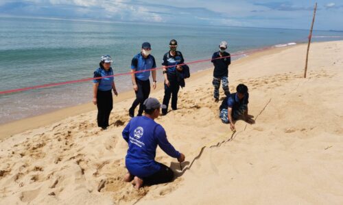 พังงา/แม่เต่ามะเฟืองวางไข่แรกแห่งฤดู​ 2565-2566 ที่หาดบางขวัญ จ.พังงา