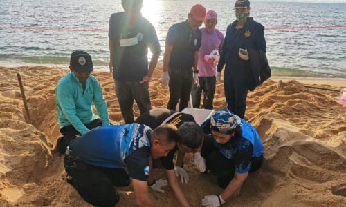 พังงา​/รังแรกของปี​ ไข่เต่ามะเฟือง​ 118 ฟอง​ ย้ายไปที่ปลอดภัย​ รอ​ 55-​60 วัน