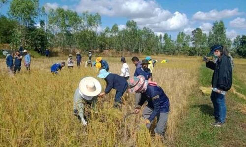 มุกดาหาร อำเภอดอนตาลจัดกิจกรรมลงแขกเกี่ยวข้าวช่วยชาวบ้าน