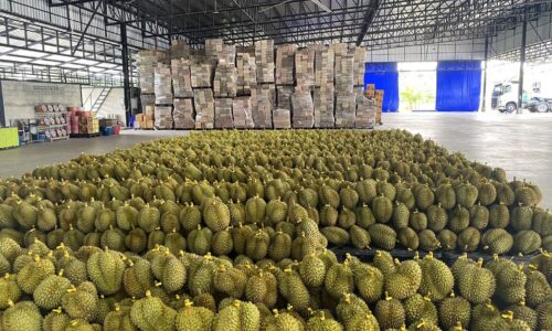 “เฉลิมชัย”สั่งฑูตเกษตรตรวจสอบทันทีกรณีมีข่าวพ่อค้าจีนขายทุเรียนไทยด้อยคุณภาพในเซี่ยงไฮ้