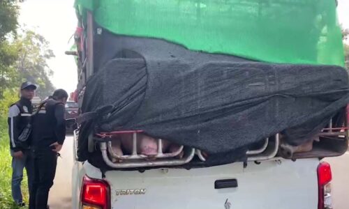 มุกดาหาร ด่านกักกันสัตว์ จับกุมชายหนุ่มเคลื่อนย้ายสัตว์โดยไม่ได้รับอนุญาต