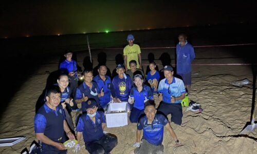 พังงา​/ตามมาติดๆ​ แม่เต่า​มะเฟือง​ (อัลฟ่า)​ ขึ้นวางไข่​ 138 ฟอง​ รังที่ 4​ ของฤดูกาล​ ชายหาดเขาปิหลาย​