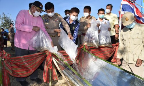 ศรีสะเกษ พ่อเมืองมอบกรรมสิทธิ์โค-กระบือให้แก่เกษตรกรอำเภอขุขันธ์