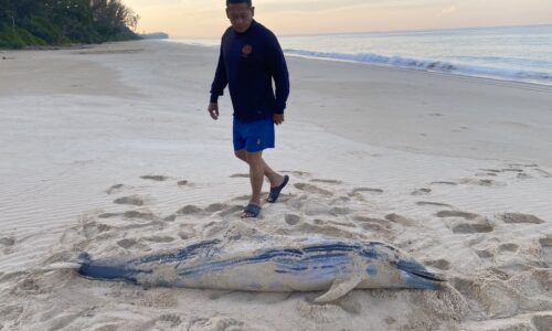 พังงา-สุดเศร้าพบโลมาลายแถบเกยตื้นตายที่หาดเขาหน้ายักษ์