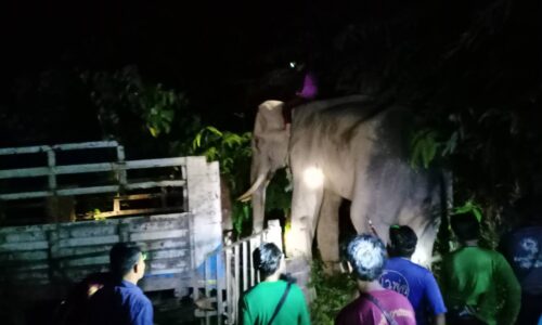 พังงา-ช้างพลายตกมันกระทืบหนุ่มพังงาควาญช้างตายสยองที่ในอำเภอกะปง