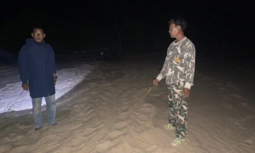 หาดท้ายเหมืองพบร่องรอยแม่เต่ามะเฟืองวางไข่ต้อนรับตรุษจีน