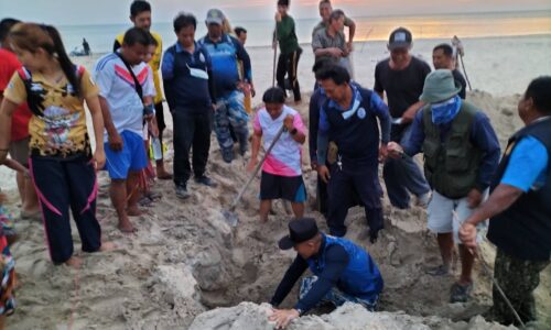 พังงา-ชาวเกาะคอเขาเฮลั่น พบเต่ามะเฟืองขึ้นวางไข่ที่หาดซันเซ็ต รังแรกในรอบ2ปี