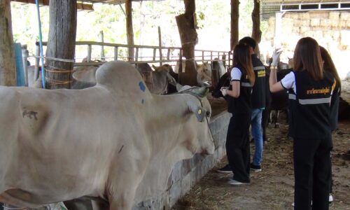 มุกดาหาร ด่านกักกันสัตว์ อายัดโคของกลาง 110 ตัวเพื่อตรวจสารเร่งเนื้อแดง