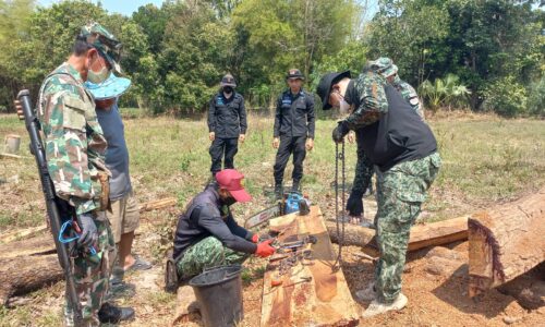 ศรีสะเกษ ลักลอบตัดไม้ประดู่ยักษ์อายุกว่า 80 ปี 2 ต้นใกล้ชายแดนไทย-กัมพูชา