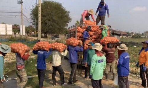 เชียงใหม่ หอมหัวใหญ่ผลผลิตกำลังออกราคาดีตลาดต้องการมากได้นำเมล็ดพันธุ์ที่