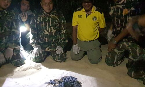 เจ้าหน้าที่ อุทยานแห่งชาติเขาลำปี-หาด ท้ายเหมืองพบลูกเต่าตัวแรกออกจากรัง