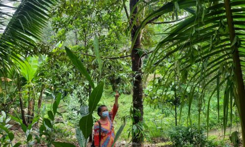 พังงา-สุดช้ำคุณยายถูกคนร้ายขโมยตัดทุเรียนหมอนทอง 9ลูก ทิ้งรองเท้าฟองน้ำไว้ให้ดูต่างหน้า