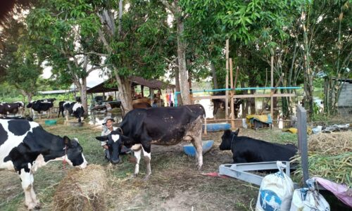 ศรีสะเกษ น้ำท่วมตำบลโนนสัง 7 หมู่บ้าน 988 ครัวเรือนถูกตัดขาดจากโลกภายนอกขาดน้ำอาหารหนัก