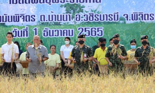 กองทัพภาคที่ 3 จัดพิธีเก็บเกี่ยวผลผลิตข้าวปทุมธานี 1 เมล็ดพันธุ์พระราชทาน