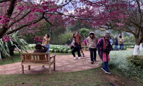 อำเภอฝาง จังหวัดเชียงใหม่ ซากุระบานเต็มสวนเกษตรหลวงดอยอ่างขางท่องเที่ยวแน่น