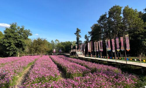 ศรีสะเกษ พระศรีญาณวิเทศเชิญชมดอกคอสมอสกว่า 2 ล้านต้นที่วัดป่าพิมลมังคลาราม