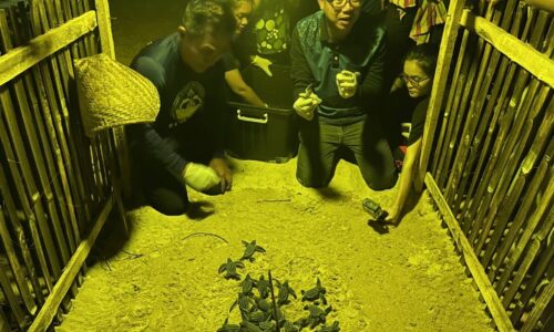 พังงา​/ลืมตาดูโลกแล้ว!! ลูกเต่ามะเฟืองรังที่ 4 ชายหาดบางขวัญ​ ฟักออกจากไข่และกลับสู่ทะเล​