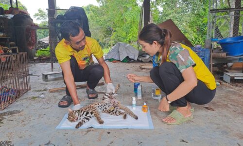 พังงา-คืบหน้าเสือปลาถูกรถชน พบว่าเป็นแมวดาวอาการทรุดหนักหากรอดก็จะพิการ