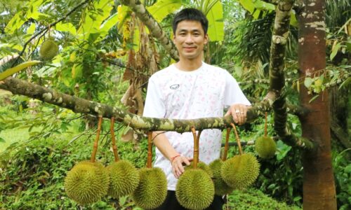 พังงา–ออกสู่ตลาดแล้ว สาลิกา ราชาทุเรียนบ้านเบอร์ 1 ของภาคใต้