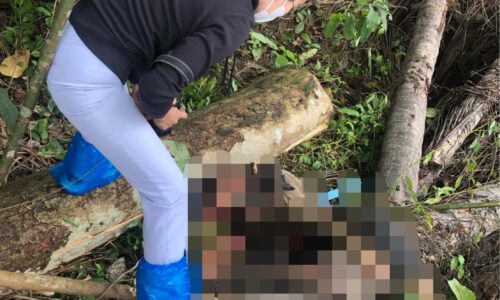 อำเภอเชียงดาว จังหวัดเชียงใหม่ ตัดไม้ทับตายคาที่