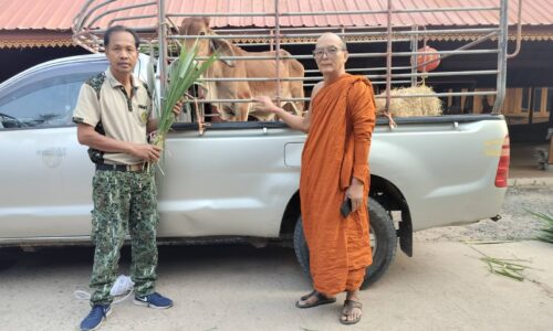 ศรีสะเกษ เจ้าหน้าที่รักษาป่า สร.1 ไถ่ชีวิตวัวถวายพระครูโกศลสิกขกิจ
