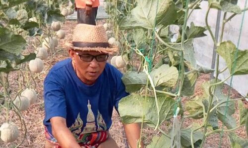 ศรีสะเกษ ประธานสภาเกษตรกรเยี่ยมชมสวนเมล่อนแตงโมเผยสร้างรายได้ให้แก่เกษตรกรเดือนละกว่า 30,000 บาท