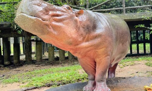 ชลบุรีสวนสัตว์เปิดเขาเขียว เตรียมฉลองครบรอบวันเกิด 59 ปี “แม่มะลิ” ฮิปโปฯ ขวัญใจคนไทยอายุยืนที่สุด
