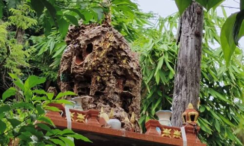 ศรีสะเกษ !! ผวาทั้งหมู่บ้าน ต่อหัวเสือยึดศาลพระภูมิทำรัง อาละวาดกัดต่อยชาวบ้าน ยายวัย 84 สละบ้านวิ่งหนีตายเอาชีวิตรอด