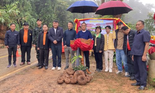 จีนรับซื้อหัวบุกราคางามที่บ้านสินชัย อำเภอไชยปราการ จังหวัดเชียงใหม่