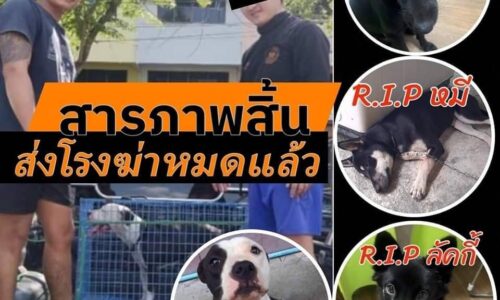 แม่จัน คืบหน้า “ชาวเขากินหมา” ผู้เสียหายเจ้าของน้องหมาตัวที่ 5 “น้องครีม”และตัวที่ 6 “น้องกีกี้” เข้าแจ้งความเพิ่ม