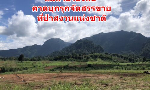 แม่สายร้องสื่อ คาดบุกรุกจัดสรรขายที่ป่าสงวนแห่งชาติ