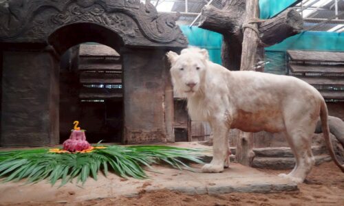 เชียงใหม่ไนท์ซาฟารี ฉลองวันเกิด “จาคอป” ลูกสิงโตขาว อายุครบ 2 ขวบ