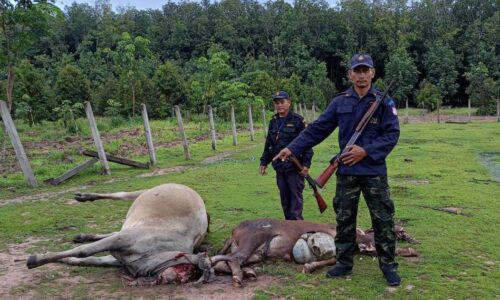 ปศุสัตว์จังหวัดศรีสะเกษ เร่งเยียวยาเกษตรกรผู้เลี้ยง โค-กระบือ ถูกกระสุนปืนเขมรยิงตาย-สูญหาย 16 ตัว ค่ากว่า 5.7 แสนบาท