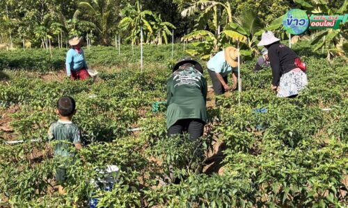 “ศรีสะเกษ” ผญบ.ประกาศเสียงตามสาย เตรียมตัวให้พร้อม ชาวบ้านผวาเร่งเก็บเกี่ยวข้าว-พริก รีบนำขายหาเงินติดตัวหากต้องอพยพ
