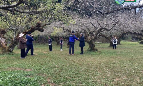 เชียงใหม่ – ดอกซากุระแท้สายพันธุ์ญี่ปุ่นบนดอยอ่างขางเริ่มผลิบานอวดโฉมแล้ว คาดช่วงปีใหม่บานสะพรั่งเต็มสวนเฉลิมพระเกียรติฯ