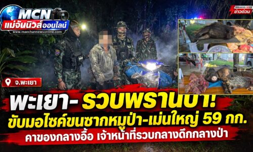 พะเยา – รวบพรานป่าคาของกลาง! ขับมอเตอร์ไซค์ขนซากหมูป่า-เม่นใหญ่ 59 กก. ออกจากป่าพะเยา เผยอีกเคสพกปืนล่าสัตว์โดนรวบที่เชียงราย